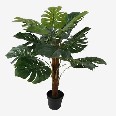 Große grüne Zimmerpflanze mit vielen geteilten Blättern in geflochtenem Topf vor hellem Hintergrund