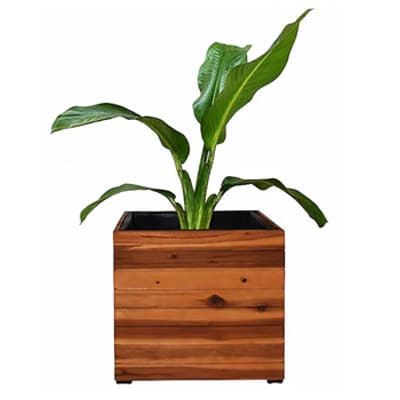 Grüne Zimmerpflanze mit langen Blättern in einem eckigen, gestreiften Pflanzkasten aus Holz